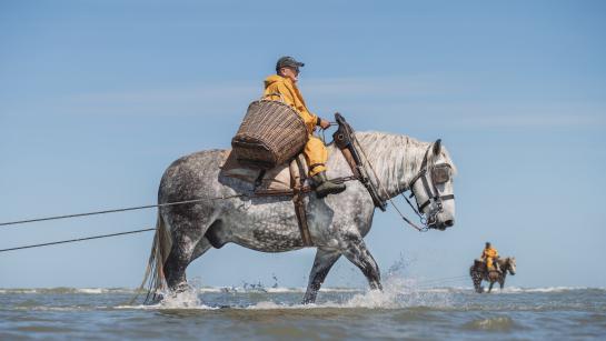 Garnaalvisser te paard