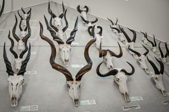 Collectie MuseOS